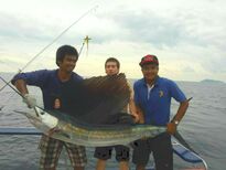 Trolling for big game sail fish, mackerel, tuna, dorado, barracuda Picture